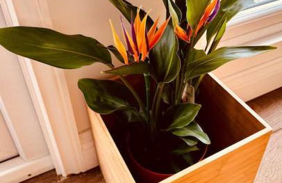 Willow Lodge - Foto 10