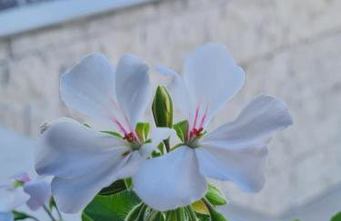 Kuća za odmor Hodak - Foto 44