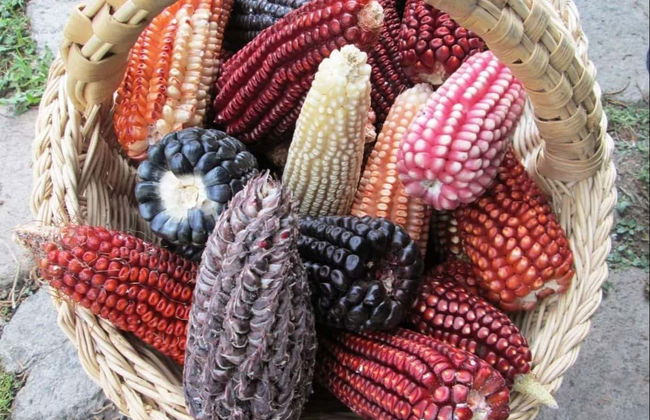 Tortilla-Making Class - Photo 6