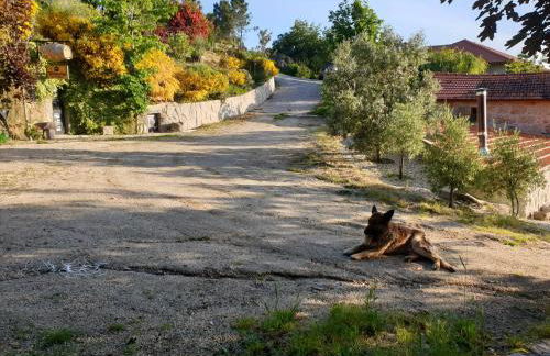 Quinta da Mal-disposta, cabin lodge Countryhouse - Foto 61