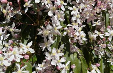 Quinta da Mata de Baixo - Foto 15