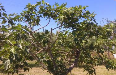 Olive mare Holidays - Foto 26