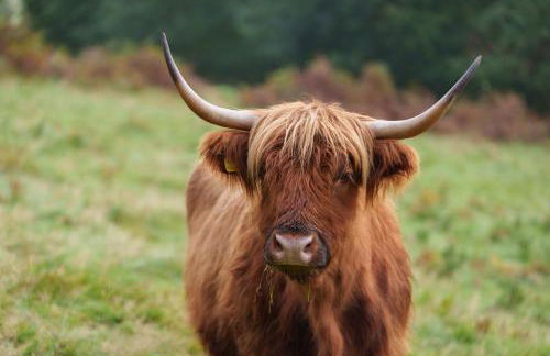 Nether Glenny Farm - Foto 12