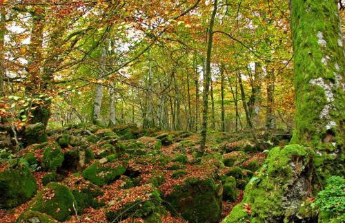 Alojamientos Rurales Apezarena - Foto 32