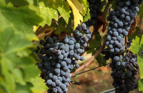 Musella Winery & Relais - Foto 96