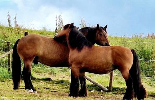Ferienhaus Schilz II - Urlaub auf dem Bauernhof - Foto 10
