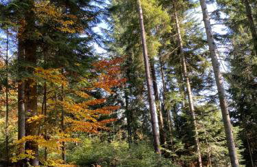 Apartament w górach Gorce - Foto 44