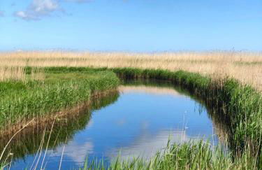 Zur Alten Boddenfischerei Ferienwohnung HeideZauber - Foto 12