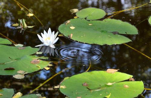 Ferienhaus-am-Walnussbaum - Foto 34