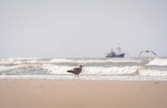 Beach House in Wijk aan Zee With Sea View - Foto 28