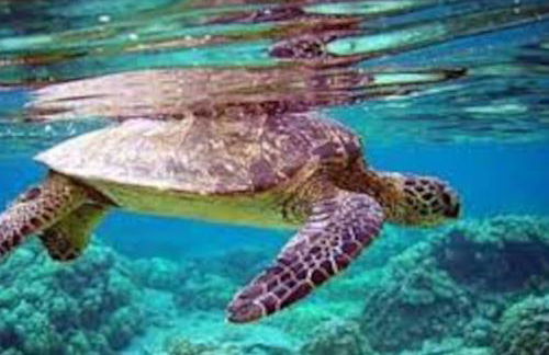 Villa mare panoramica Estia - Foto 57