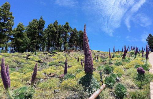 Playa Puerto de Tazacorte La Isla de La Palma - Foto 20