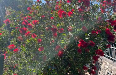 Villa Matovica - Photo 74