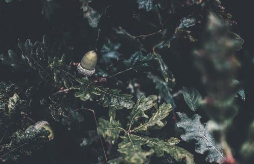 Case Vacanza Podere Risoino - Foto 14