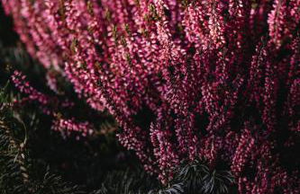 Agriturismo La Daga - Foto 52