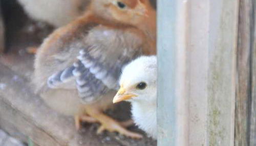 Ferienwohnung Neuendorf - Foto 3