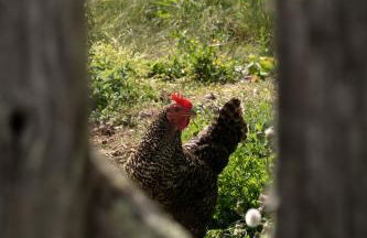 La Glane at Le Maingaud - Foto 37