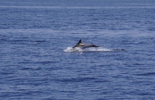 Observation de dauphins et de baleines à Dénia - Photo 8
