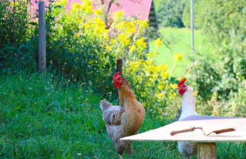 Ferienwohnungen Berger - Foto 14