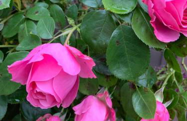 Ferienhaus SüdWest - Foto 11