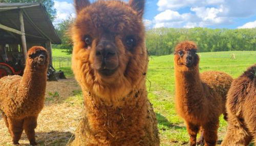 Alpaka Ferienhof Lübsee - Foto 1