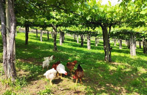 Lagar de Beuvas - Foto 31