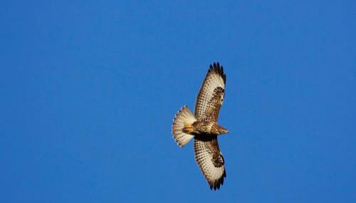 Inverawe Cottages - Foto 2