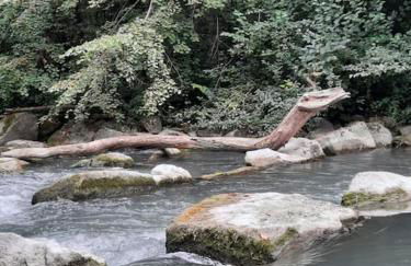 Ferienwohnung Schwörer bis 7 Personen - Foto 28