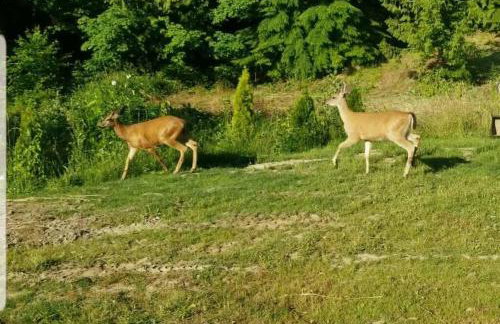 Treehouse Place at Deer Ridge Ole Mill - Foto 33