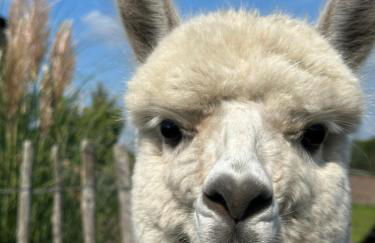 Ferienwohnung Alpakablick - inklusive Alpaka Meet & Greet an bestimmten Terminen - Foto 28