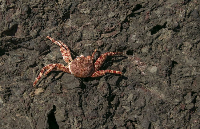 Villas Cabuya Beach & Forest - Foto 60