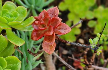 Monte da ti Luzia - Foto 48