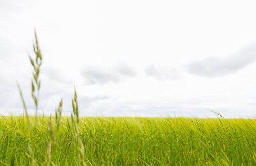 Green Fields - Foto 26