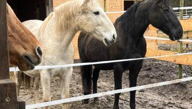 Forsthäuschen am Ponyhof - Foto 4