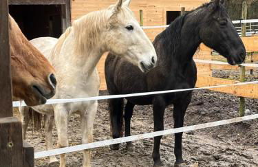 Forsthäuschen am Ponyhof - Foto 4