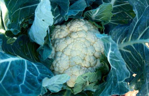 Finca el Vinche - Foto 26