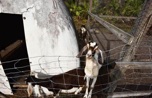 40-Acre Farm with Animals and Fishing in Sebring! - Foto 7