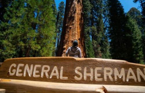 Sequoia Villa - Foto 46