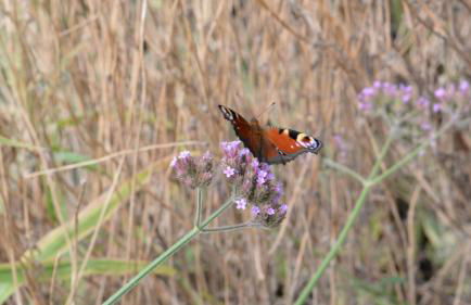Moderne Ferienwohnung Nähe Bad Griesbach, Haarbach - Foto 36