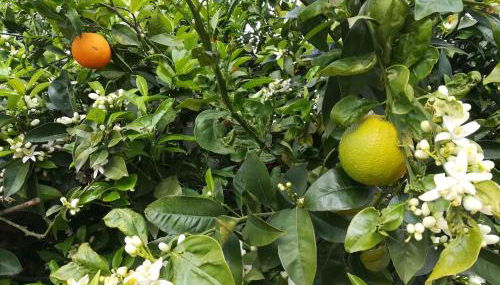 Al Profumo di Zagare - Foto 5