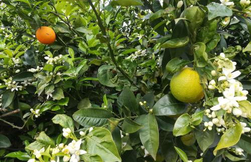 Al Profumo di Zagare - Foto 5