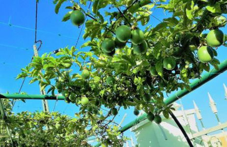 Seixal Bay Village - Estúdio Vista Piscina - Foto 15