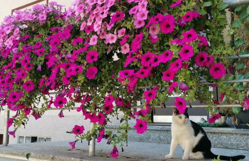 FeWo Ulbrich Langenstadt - Foto 7