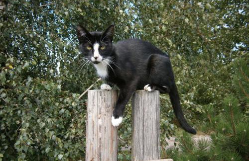 AZURIA agroturystyka - Foto 30