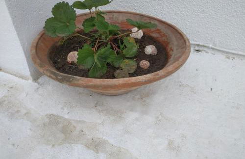 Villa Kotetsi - Rooms To Let - Volissos - Chios - Foto 32