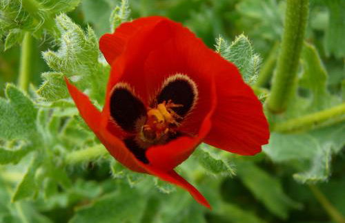 CASA FAMILIA - RELAX - Foto 29