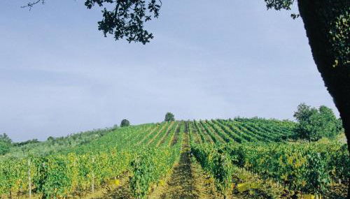 Agriturismo Le Calle - Foto 5