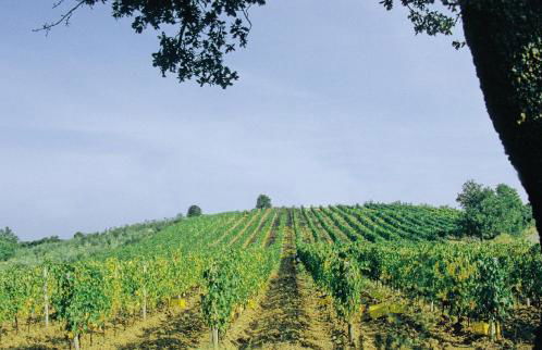 Agriturismo Le Calle - Foto 5