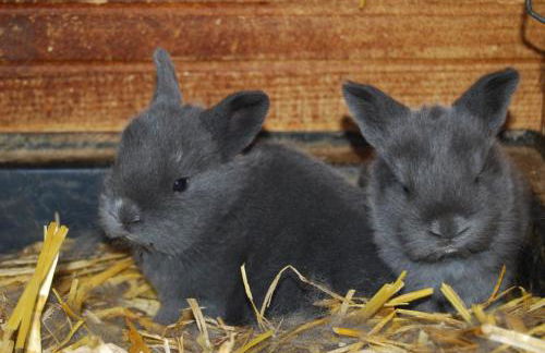 Auf'm Reifnhof - Foto 14