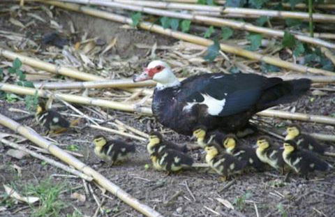 Quinta Boavista - Foto 24